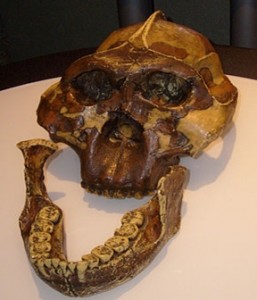 Australopithecus boisei