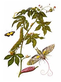 ผลงาน Maria Sibylla Merian