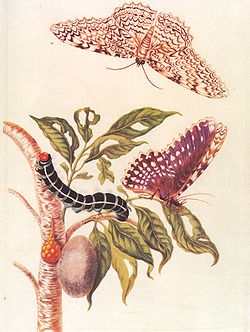 ผลงาน Maria Sibylla Merian